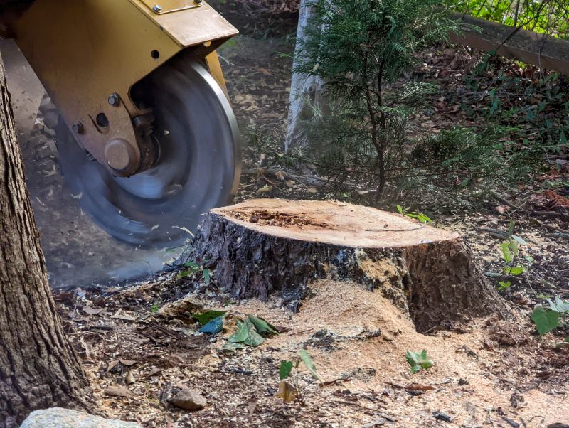 Local Tree Stump Grinding pros at work