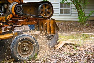 Tree Stump Grinding And Removal