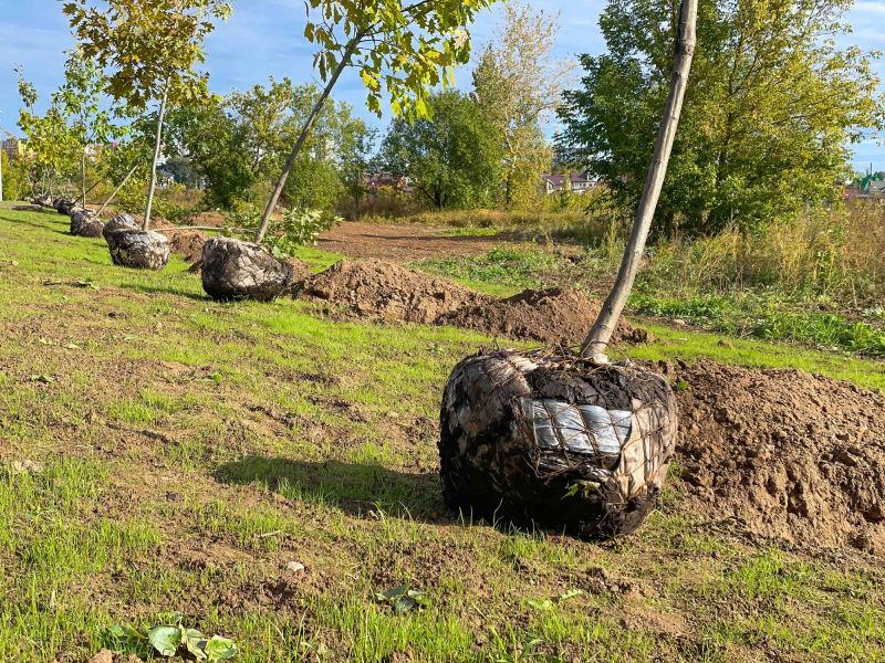 Tree Root Grinding detail