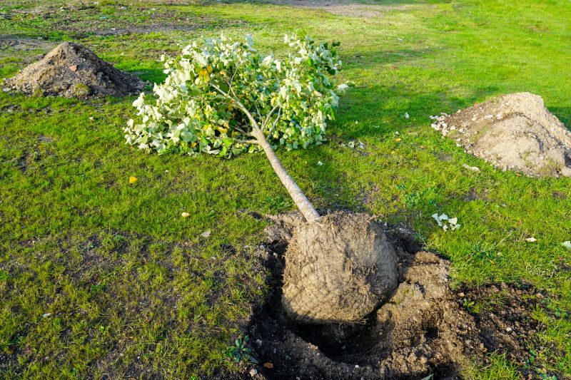 Tree Root Grinding detail